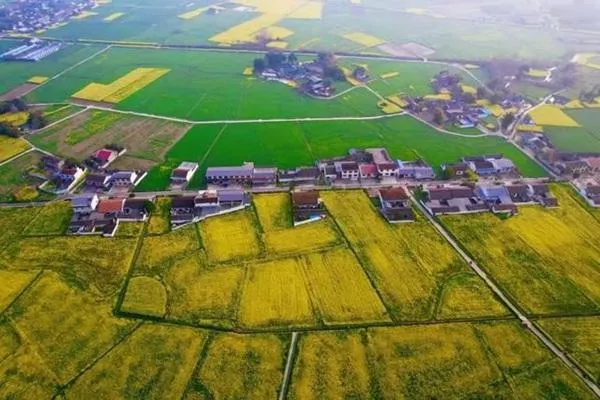 旌陽(yáng)區油菜花在哪?盛花期是什么時(shí)候?