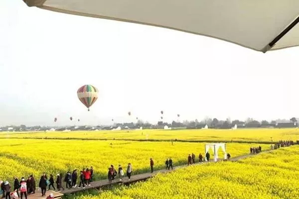 旌陽(yáng)區油菜花在哪?盛花期是什么時(shí)候?
