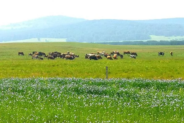 御道口<a href='http://m.radjoulmouhamadou.com/' target=_blank>旅游攻略</a> 去御道口草原怎么走